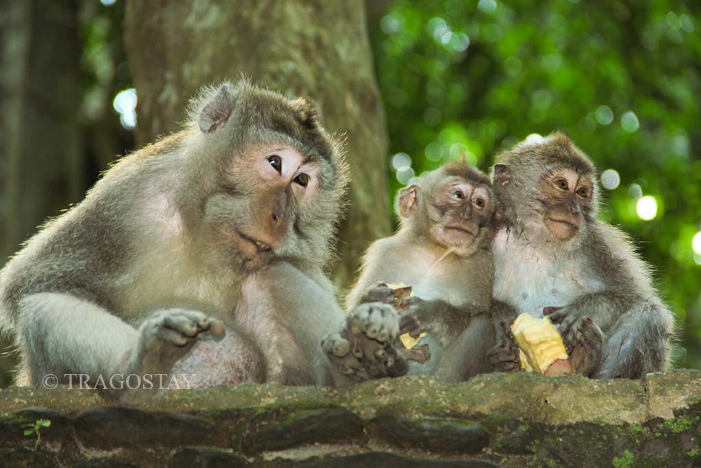 A group of Balinese long-tailed macaques playing in the Monkey Forest Sanctuary Ubud.