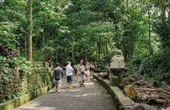 Tourists walking in the middle of Monkey Forest Sanctuary Ubud under the dense jungle canopy.