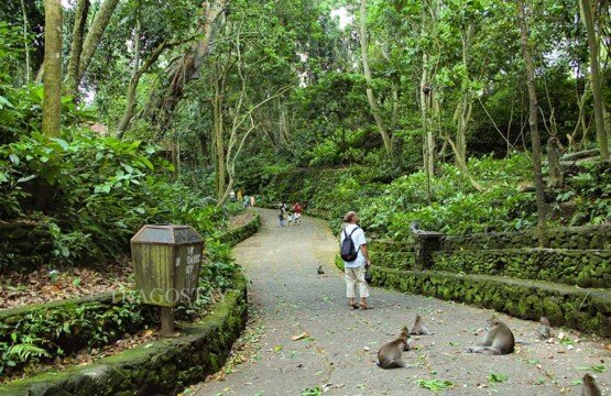 Scenic wooden and stone pathway in the famous Ubud Monkey Forest for easy trekking.