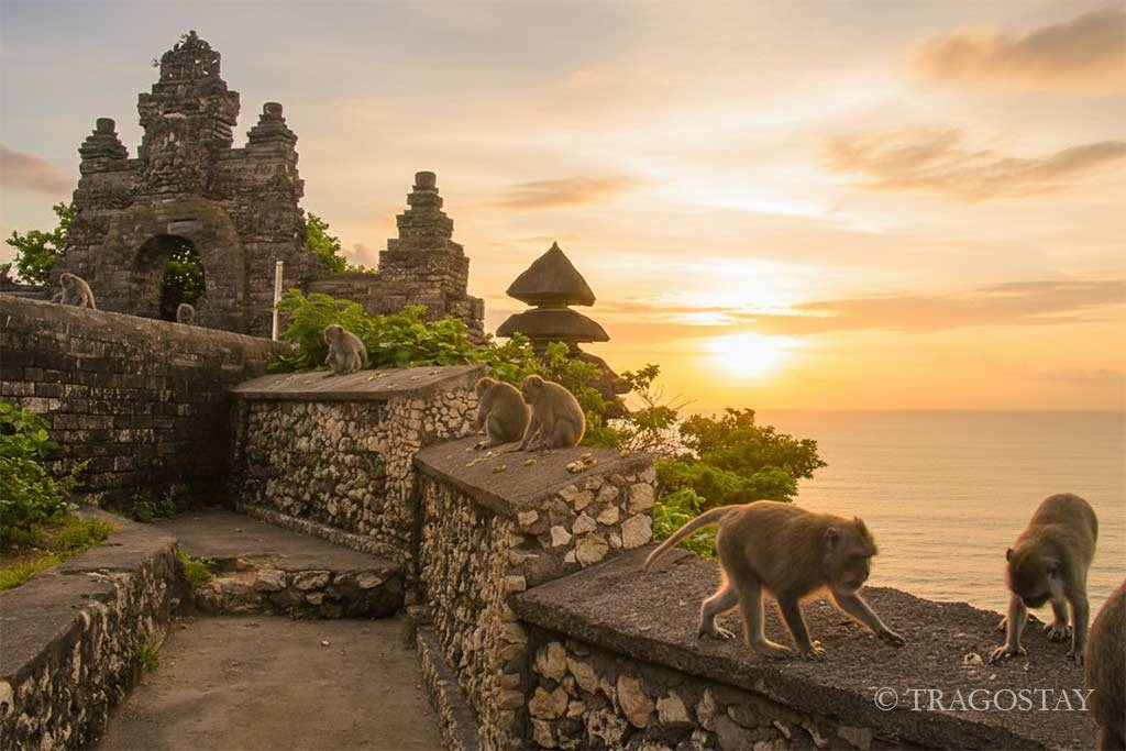 Long tail monkeys at Uluwatu Temple