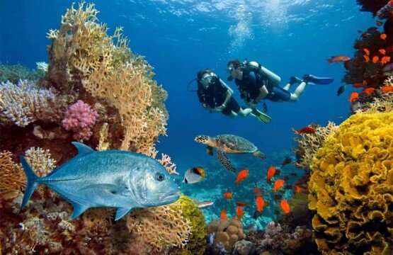 Two scuba divers exploring vibrant coral reefs and marine life in the clear waters of Amed.