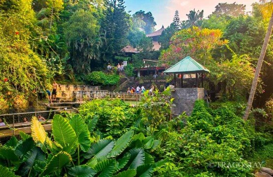 A view of the dense, vibrant green tropical forest and hillside gardens completely surrounding the Banjar Hot Springs bathing area.