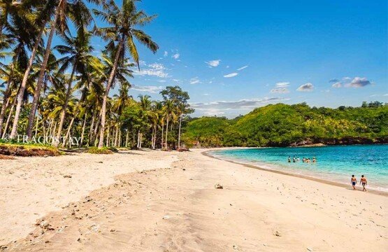 A row of tall, leaning coconut palm trees creating a beautiful tropical backdrop at Crystal Bay.