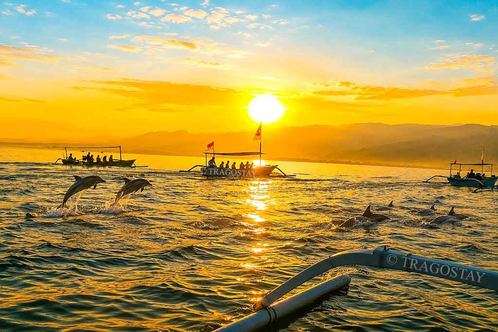 The excitement of a morning dolphin watching tour at Lovina Beach with travelers on boats looking for wild dolphins at sunrise.