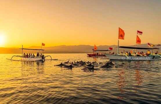 Excited tourists watching a large pod of wild dolphins jumping out of the ocean water during an early morning tour at Lovina Beach.