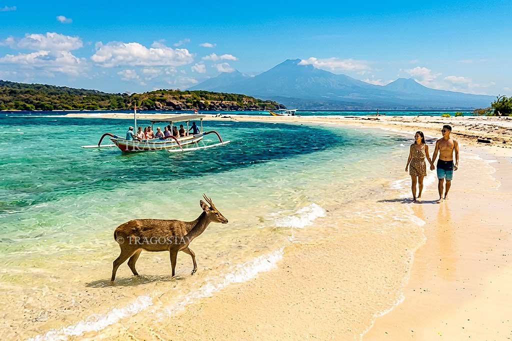 The lush, untouched tropical wilderness and sunny coastal scenery of Menjangan Island as a top travel destination in Northwest Bali.