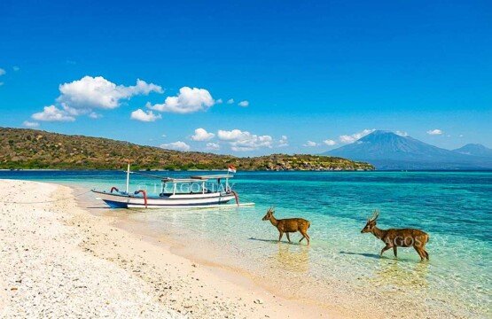 Two wild barking deer standing gracefully on the edge of the pristine white sand beach at Menjangan Island with clear blue water.