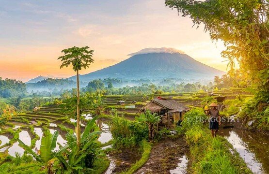 An elderly Balinese farmer walking along the narrow paths of Sidemen Rice Terrace with a majestic Mount Agung backdrop.