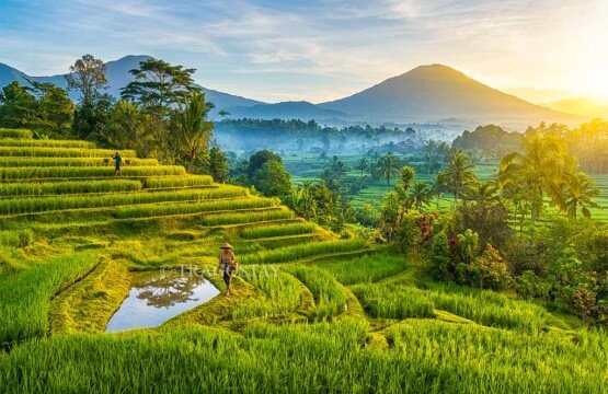 Two Balinese farmers walking through the fields of Sidemen Rice Terrace with an amazing morning view of Mount Agung.