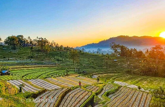 The golden glow of sunrise illuminating the stepped rice paddies of Sidemen Rice Terrace in Karangasem.