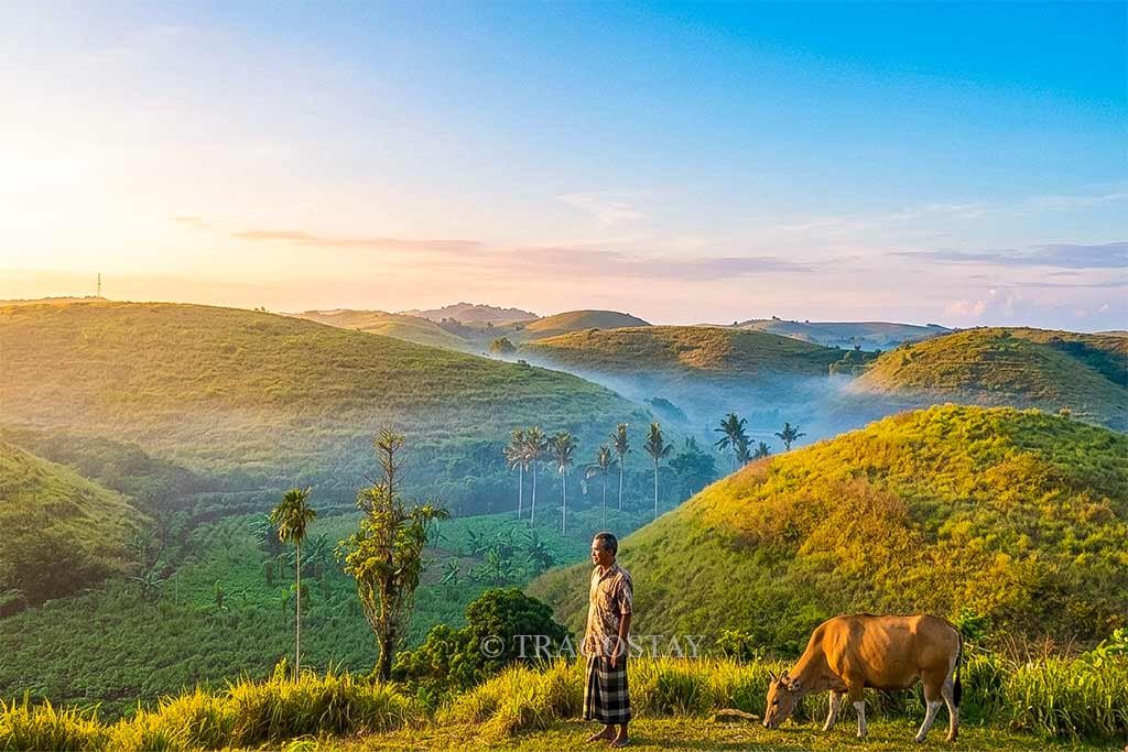 A local Balinese farmer with his cow enjoying the peaceful morning sunrise at Teletubbies Hill.