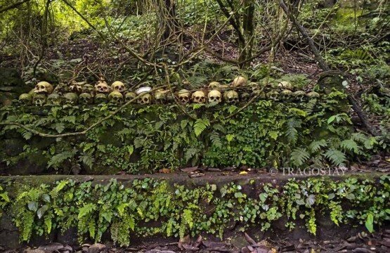A rows of weathered human skulls and bones neatly lined up on a stone platform at the traditional Trunyan Village burial site.