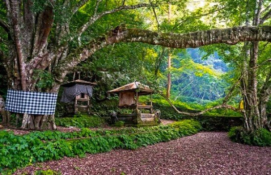 A traditional Balinese stone offering shrine nestled under a massive ancient tree surrounded by dense green forest in Trunyan Village.