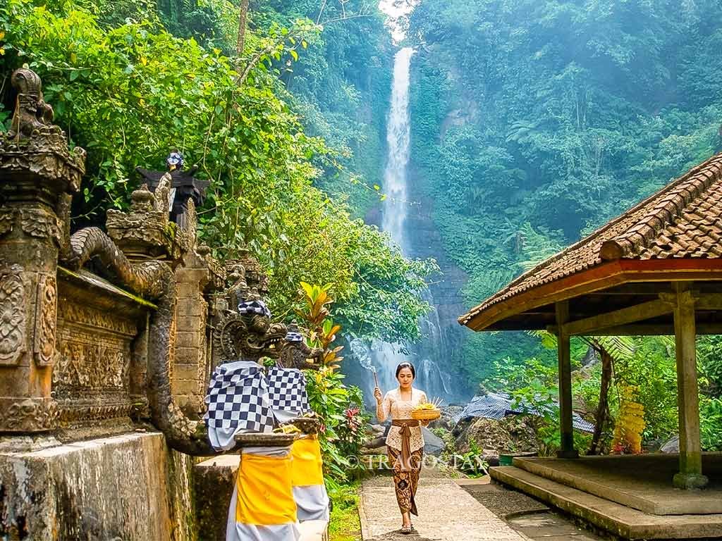 A Balinese Hindu woman in traditional ceremonial dress carrying Canang Sari offerings to a small holy temple located near Gitgit Waterfall.