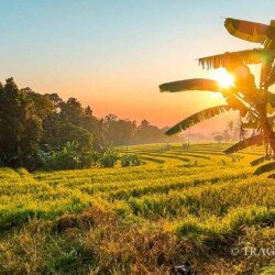 Sunrise scenery over rice fields at Bali home rental