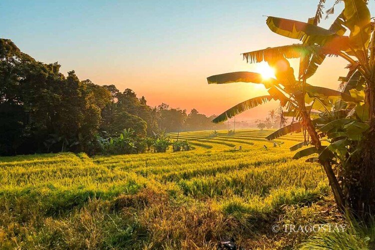 Sunrise scenery over rice fields at Bali home rental
