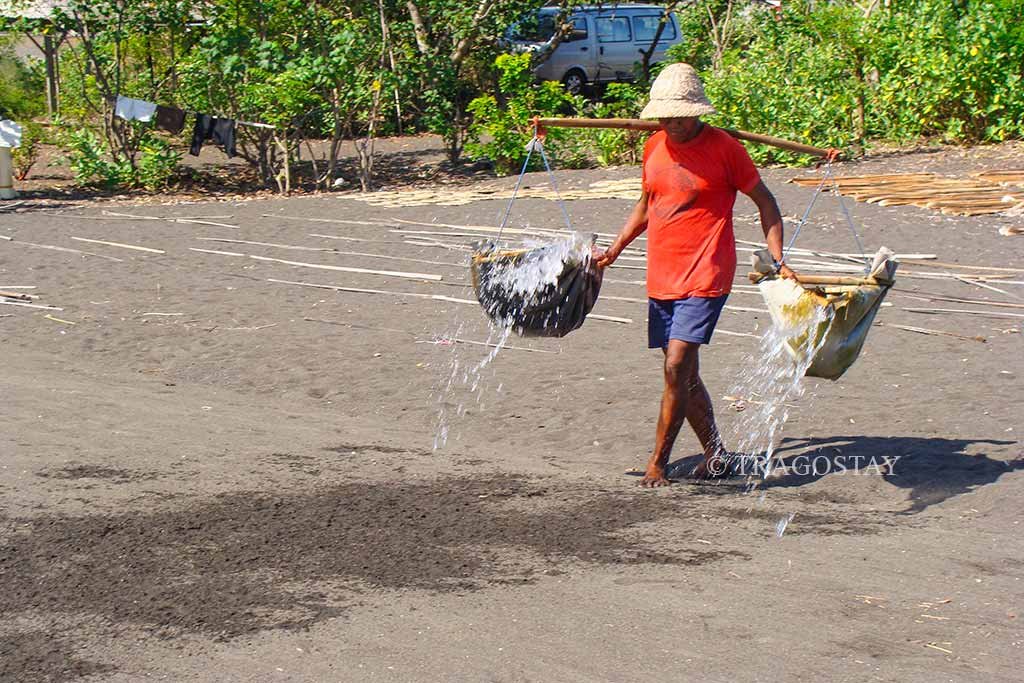 A local Balinese salt farmer carrying wooden buckets to spray seawater across the black sand at Kusamba Beach.