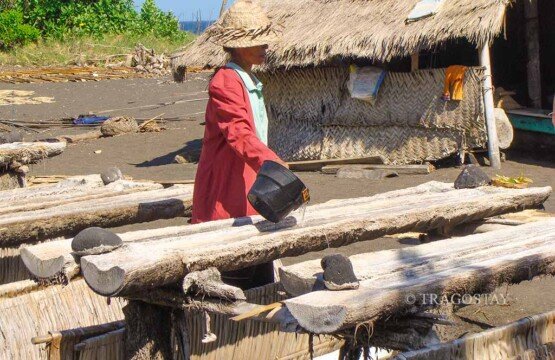 A female traditional salt farmer pouring filtered saltwater into hollowed-out coconut tree trunks for crystallization.